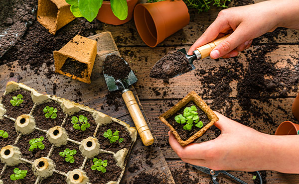 How to Start Seedlings Indoors