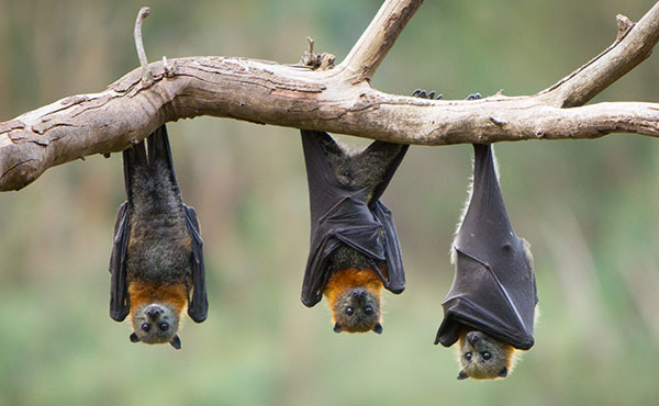 How to Keep Bats Out of the House